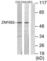 ZNF682 Polyclonal Antibody