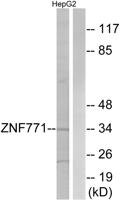 ZNF771 Polyclonal Antibody