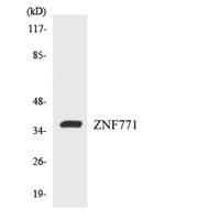 ZNF771 Polyclonal Antibody