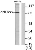 ZNF785 Polyclonal Antibody