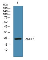 ZNRF1 Polyclonal Antibody