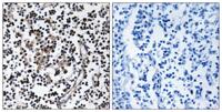 ZnT-4 Polyclonal Antibody