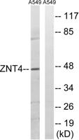 ZnT-4 Polyclonal Antibody