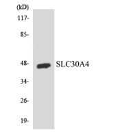 ZnT-4 Polyclonal Antibody