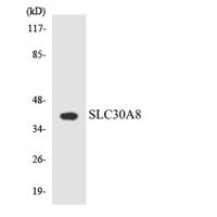 ZnT-8 Polyclonal Antibody