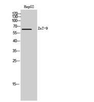 ZnT-9 Polyclonal Antibody