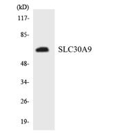 ZnT-9 Polyclonal Antibody