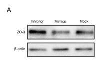 ZO3 Polyclonal Antibody