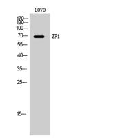 ZP1 Polyclonal Antibody