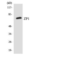 ZP1 Polyclonal Antibody