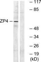 ZP4 Polyclonal Antibody