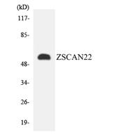 ZSCAN22 Polyclonal Antibody