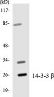 14-3-3 β Polyclonal Antibody