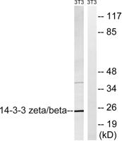 14-3-3 β/ζ Polyclonal Antibody