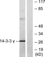 14-3-3 γ Polyclonal Antibody