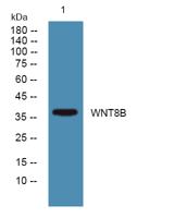 WNT8B Polyclonal Antibody