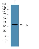 WNT9B Polyclonal Antibody