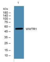 WWTR1 Polyclonal Antibody