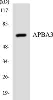 X11γ Polyclonal Antibody