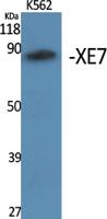 XE7 Polyclonal Antibody