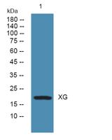 XG Polyclonal Antibody