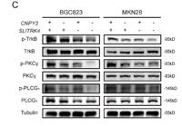 Trk B Polyclonal Antibody