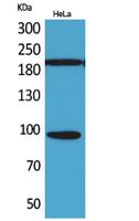 Trk C Polyclonal Antibody