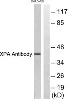 XPA Polyclonal Antibody