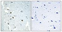 XPG Polyclonal Antibody