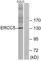 XPG Polyclonal Antibody