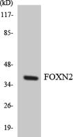 FoxN2 Polyclonal Antibody