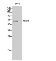 FoxN4 Polyclonal Antibody