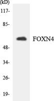 FoxN4 Polyclonal Antibody