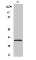 XRCC2 Polyclonal Antibody