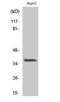 XRCC3 Polyclonal Antibody