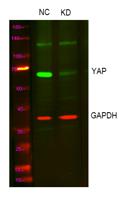 YAP Polyclonal Antibody