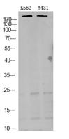 TRPM7 Polyclonal Antibody