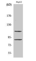 ZBP-89 Polyclonal Antibody