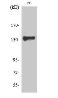 ZBTB40 Polyclonal Antibody