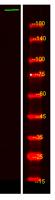 ZC3H1 Polyclonal Antibody