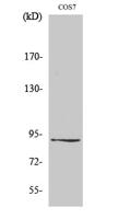 ZC3H11A Polyclonal Antibody