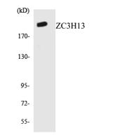 ZC3H13 Polyclonal Antibody