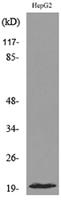 VHR Polyclonal Antibody