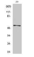 Vimentin Polyclonal Antibody