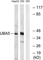 Uba5 Polyclonal Antibody