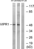 VPAC1 Polyclonal Antibody