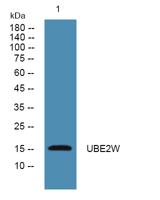 UBE2W Polyclonal Antibody