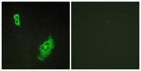 WAVE1 Polyclonal Antibody