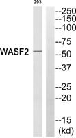 WAVE2 Polyclonal Antibody