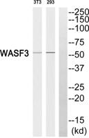 WAVE3 Polyclonal Antibody